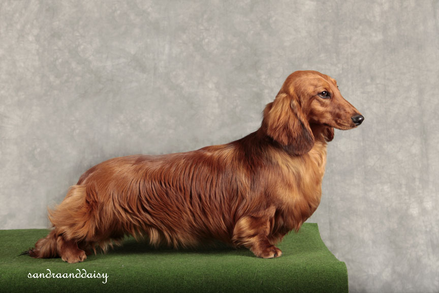 bronia dachshunds