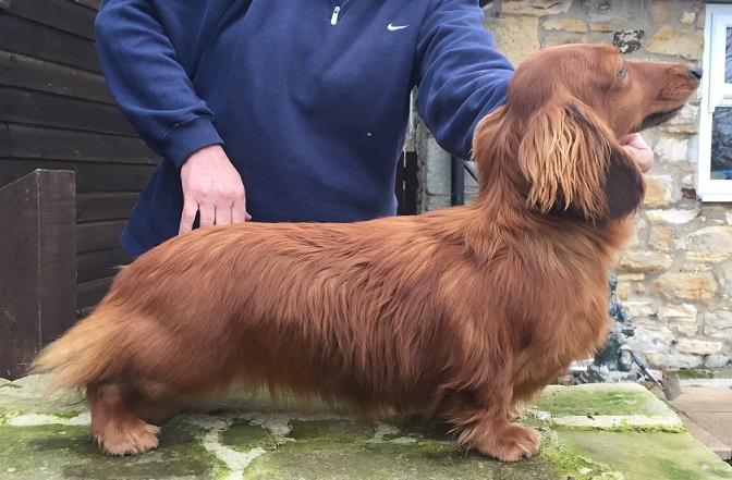 bronia dachshunds